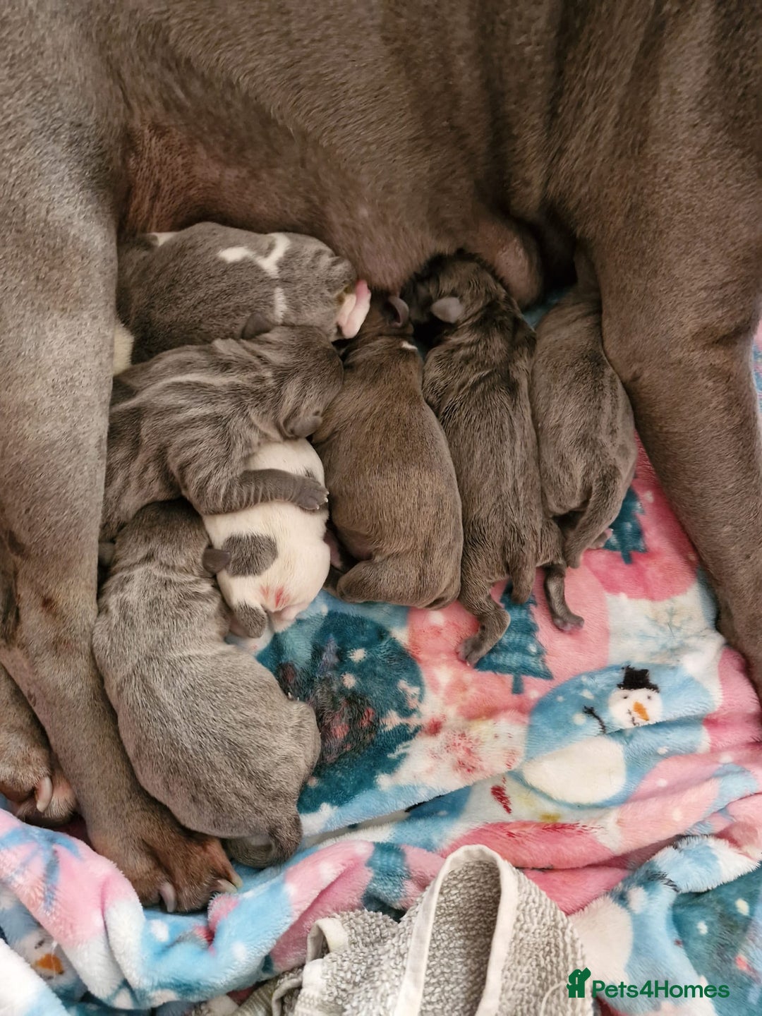 Staffordshire Bull Terrier dogs for stud: Amazing Blue Brindle Staffordshires Bull Terrier  - Image 20