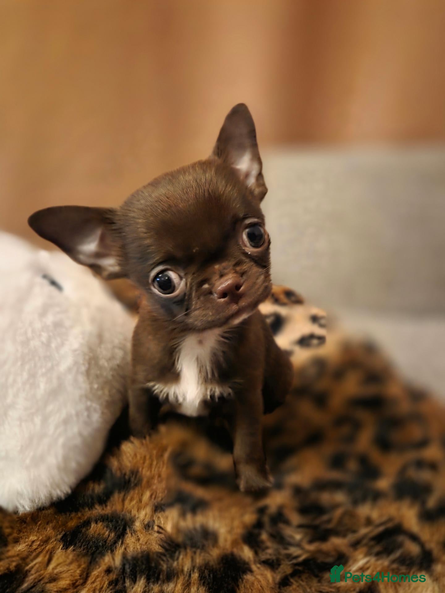 Chihuahua dogs Tiny chihuahua babies  - Advert 1