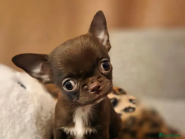 Chihuahua dogs for sale: Tiny chihuahua babies - Advert 1