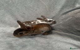 Rex rabbits for sale: Baby Rex baby’s ready in 3 weeks - Image 1