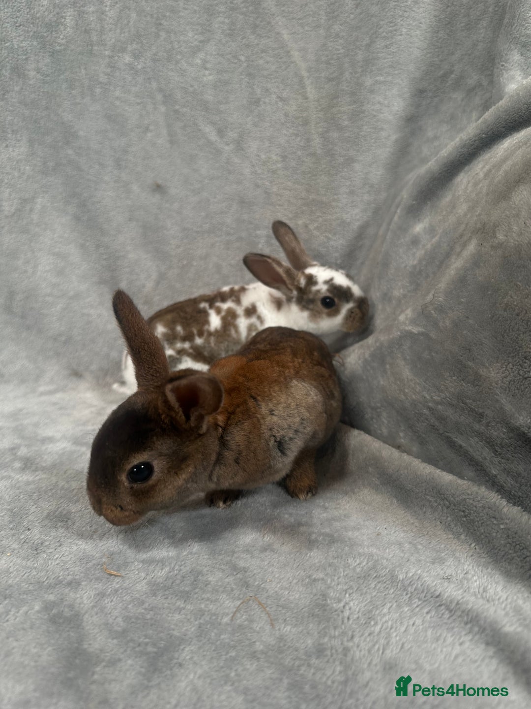 Rex rabbits for sale: Baby Rex baby’s ready in 3 weeks - Image 1