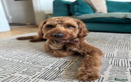 Australian Labradoodle dogs for stud: Australian Labradoodle Stud – Excellent Bloodlines - Image 8
