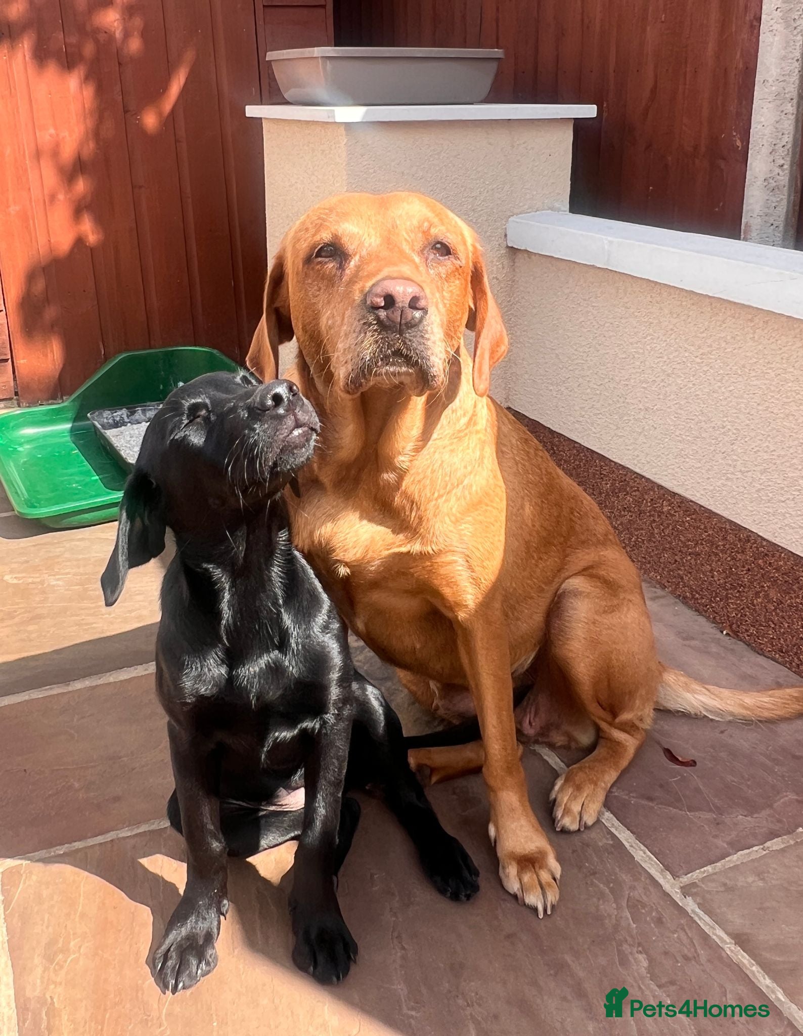 Labrador Retriever dogs Fully Health Tested KC reg, wkg lab black female - Advert 1