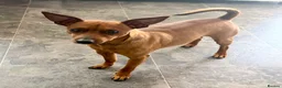 Miniature Pinscher dogs for sale: Blue Miniature Doberman Pinscher Stag Red  - Advert 7