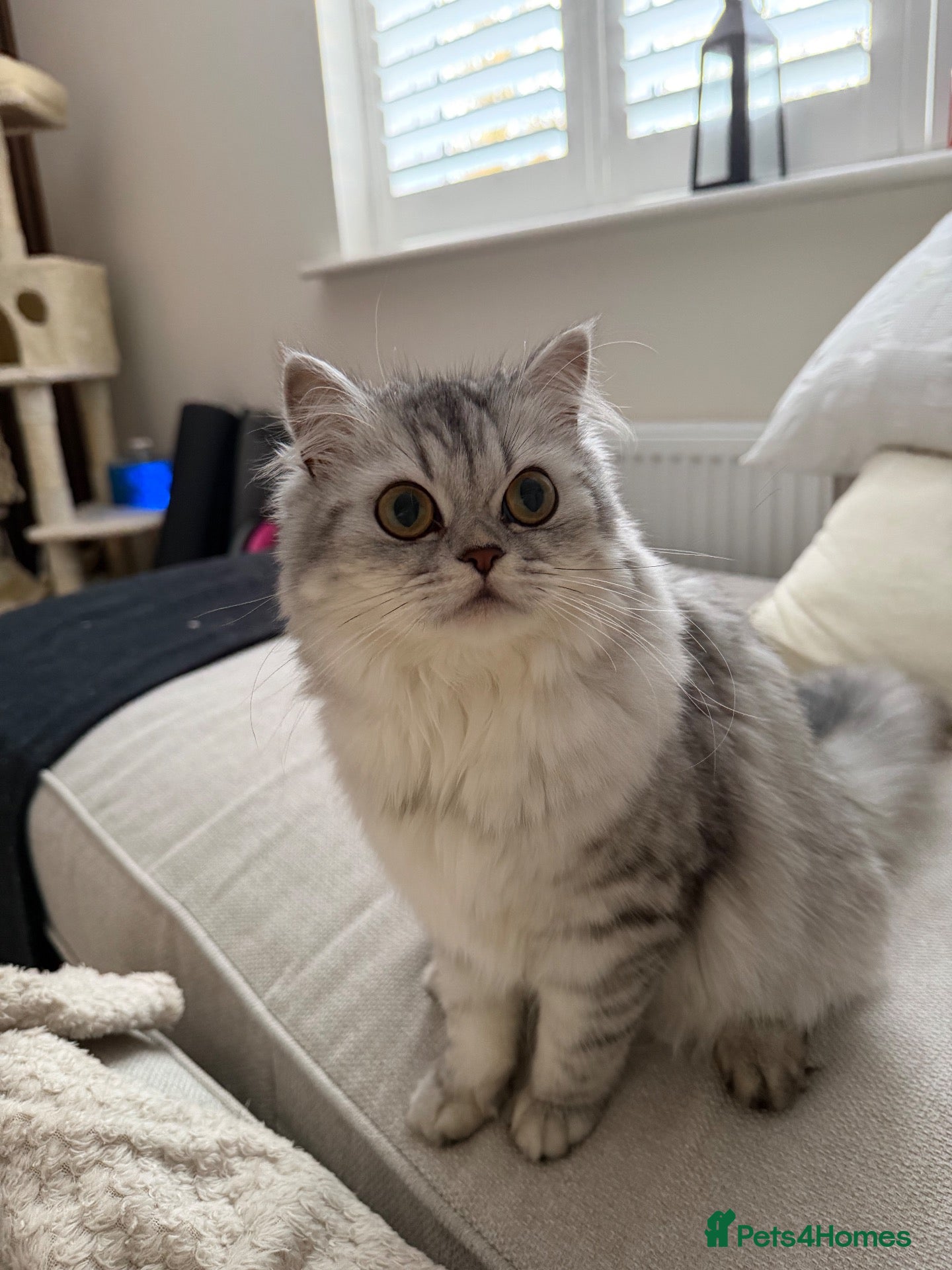 Persian cats Kiwi  - Advert 2