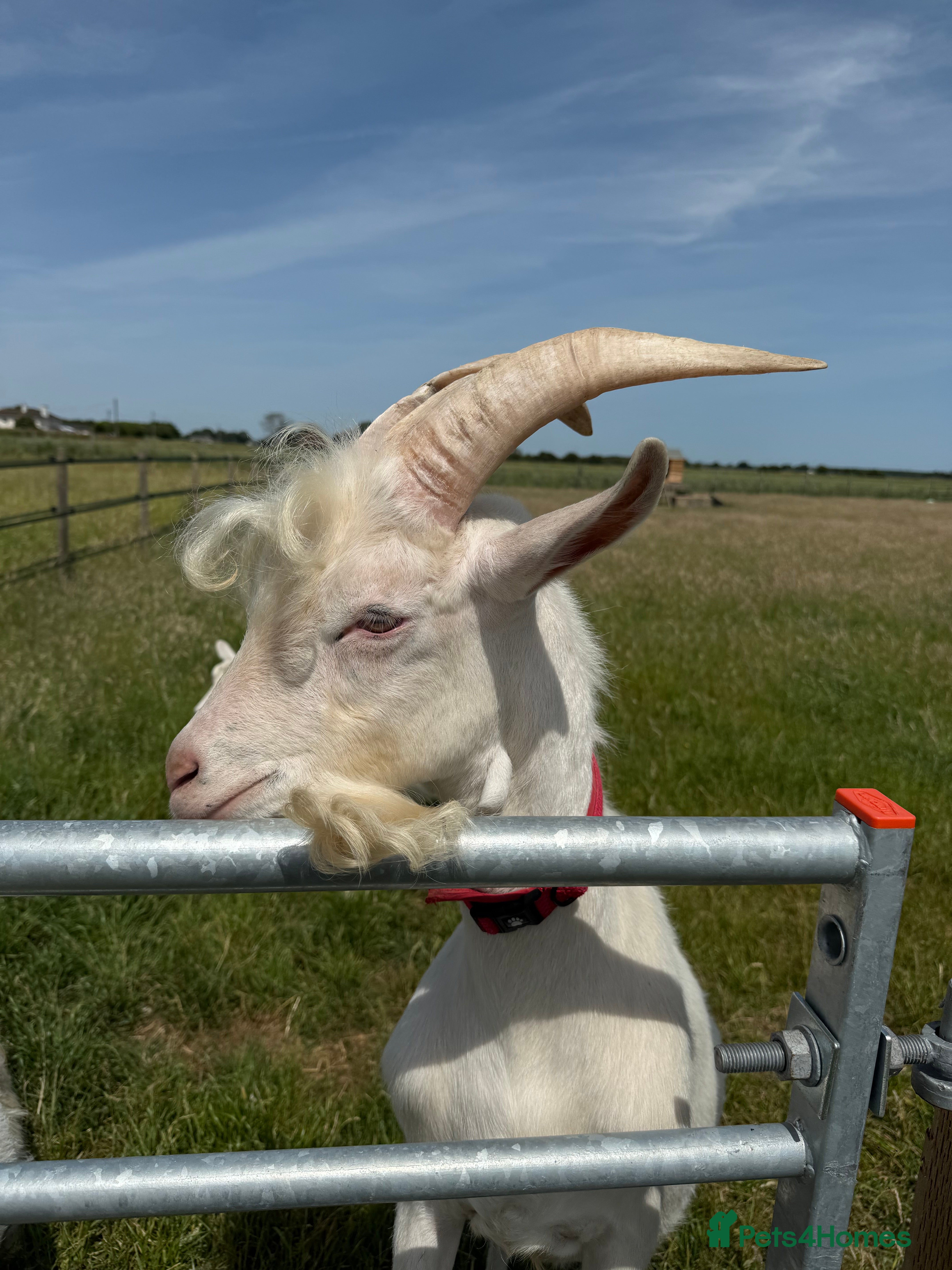 Goats livestock Saanen Billy Goat - Advert 1