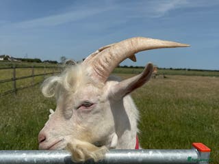 Goats livestock Saanen Billy Goat - Advert 1