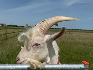 Goats livestock Saanen Billy Goat - Advert 8