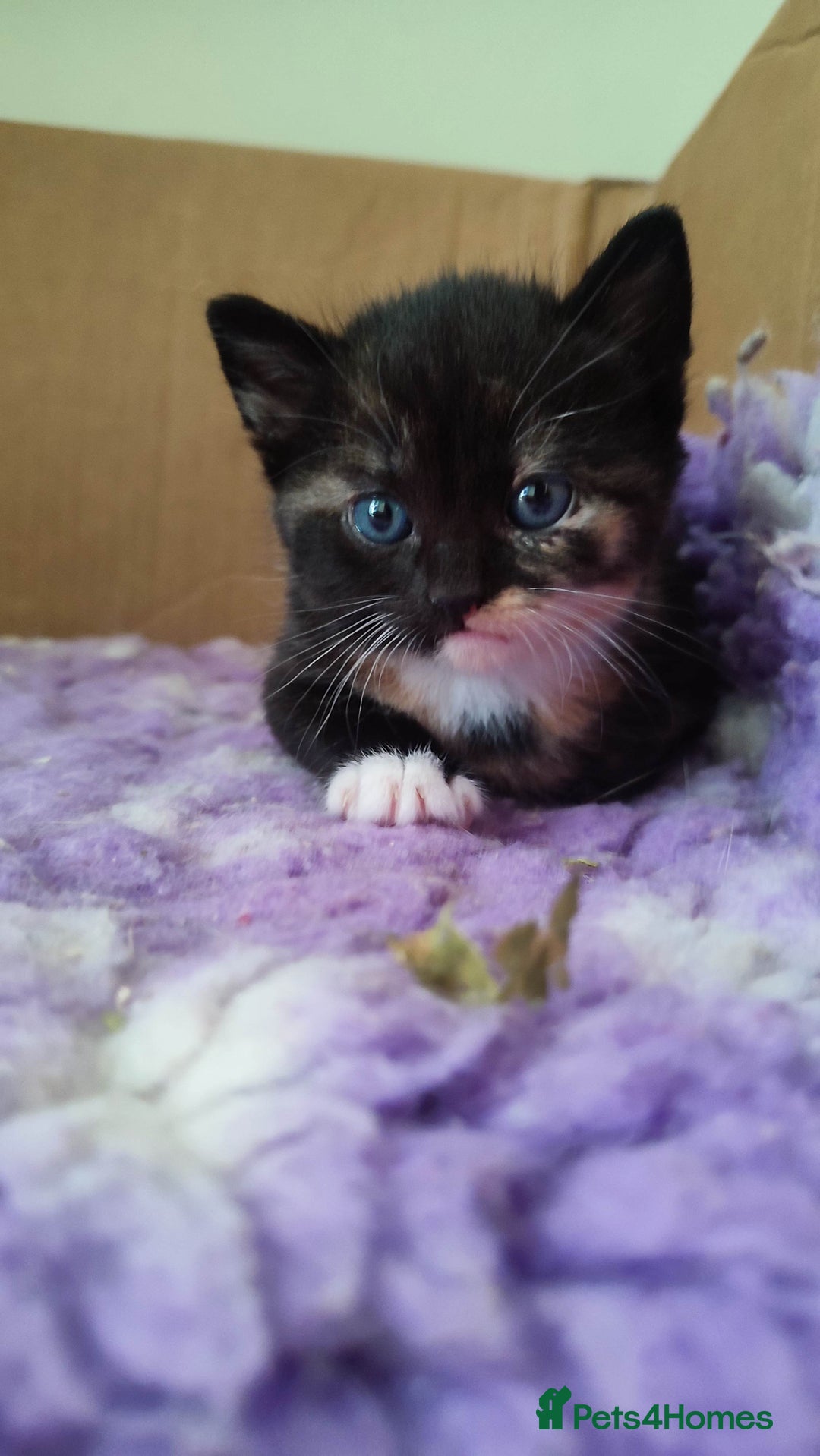 British Shorthair cats for sale: Adorable kittens  in Great Missenden - Image 7