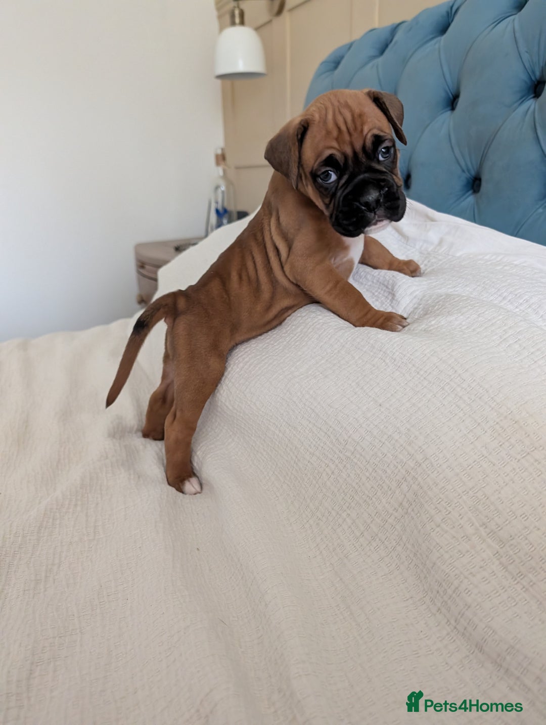 Boxer dogs for sale: Beautiful black mask bobtail/tailed boxer puppies  - Advert 25
