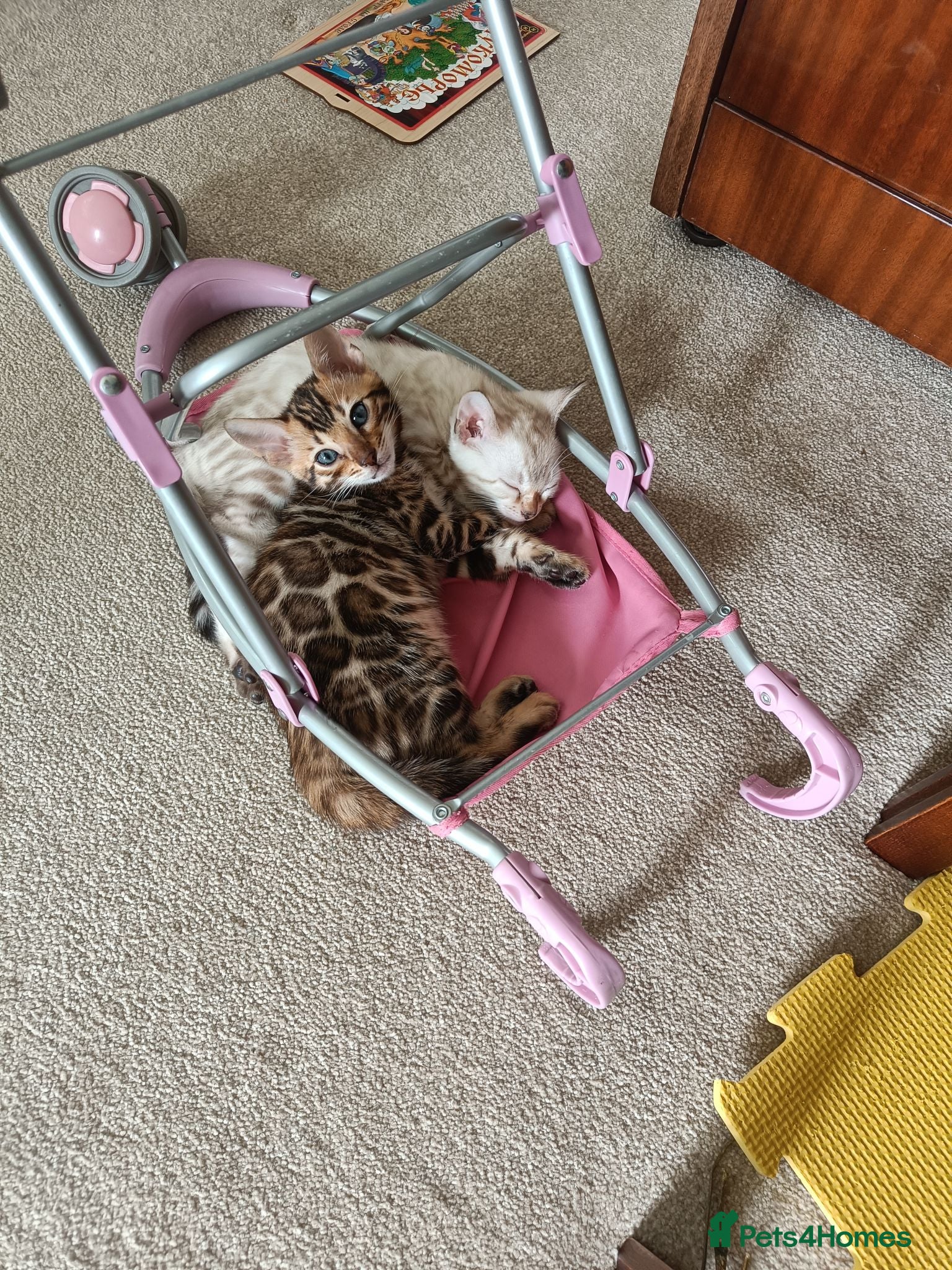 Bengal cats Absolutely beautiful pedigree bengal kittens - Advert 2