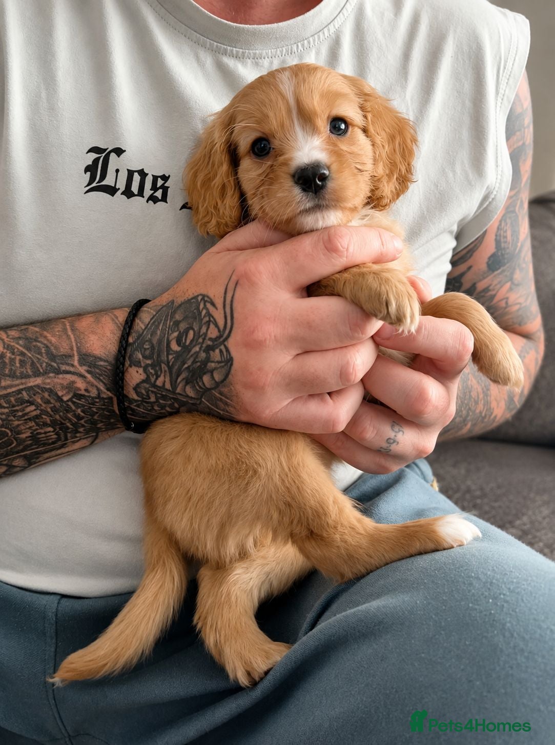 Mixed Breed dogs 4 gorgeous puppies for sale. - Advert 1