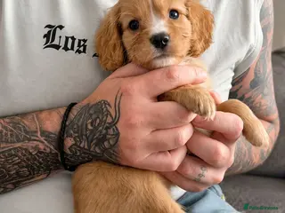 Mixed Breed dogs 4 gorgeous puppies for sale. - Advert 12