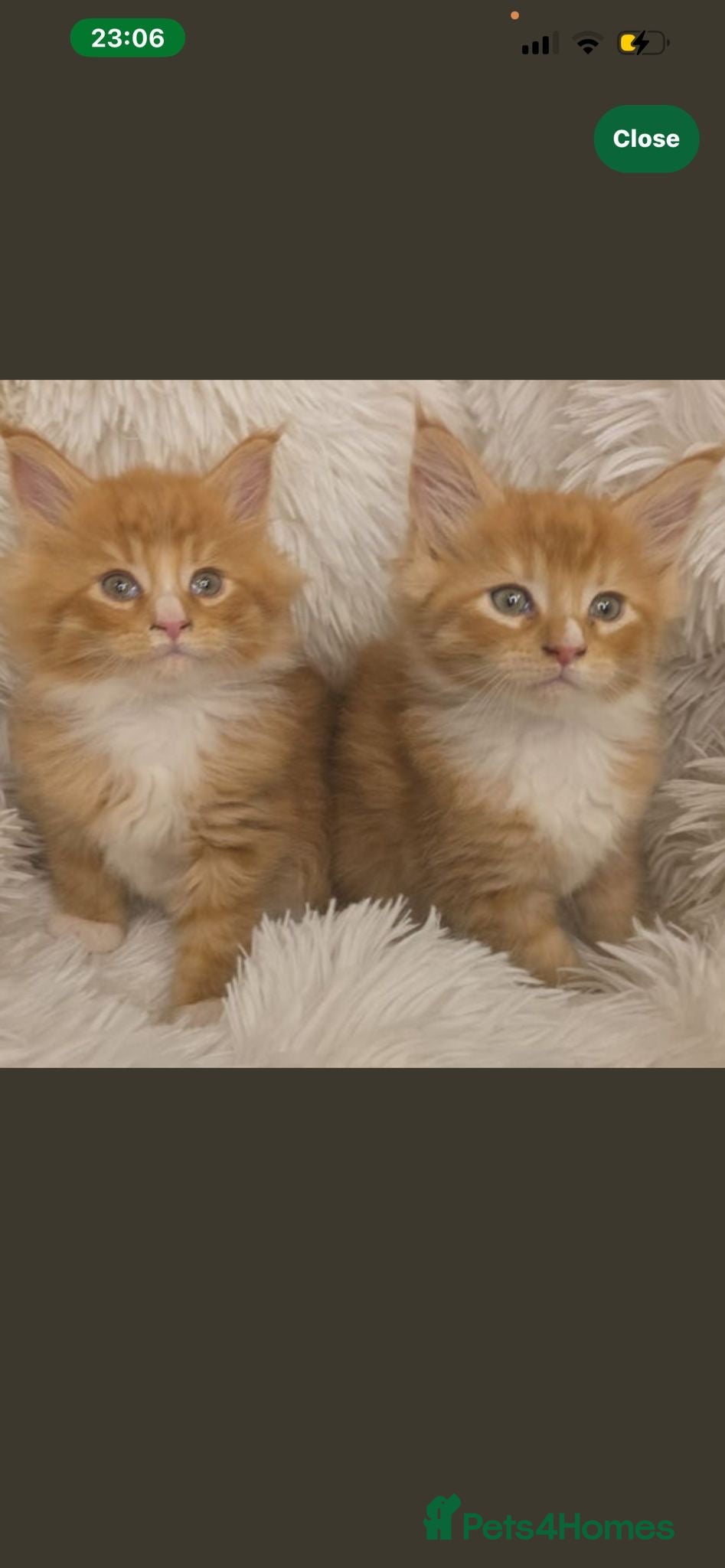 Maine Coon cats Stunning pure breed Mainecoon boys  - Advert 2