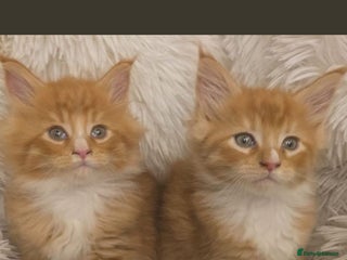 Maine Coon cats Stunning pure breed Mainecoon boys - Advert 3