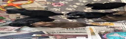 Cava Tzu dogs for sale: Ready Now Gorgeous Cava Tzu F1 Pups  - Advert 5