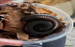 Millipedes invertebrates for sale: Giant african millipede with enclosure  - Image 2