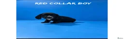 Cocker Spaniel dogs for sale: Working cocker spaniel puppies  - Advert 17