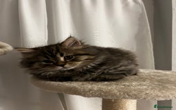 Persian cats for sale: Persian Kittens Looking for Loving Homes - Advert 24