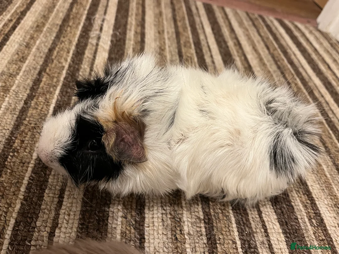 Guinea Pig rodents for sale: Two beautiful male guinea pigs  to rehome  - Advert 6