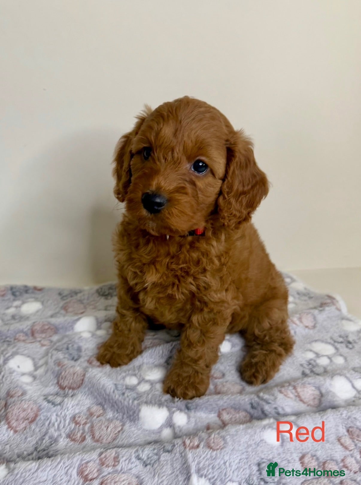 Cockapoo dogs Stunning Deep Red Cockapoo Puppies - Advert 2