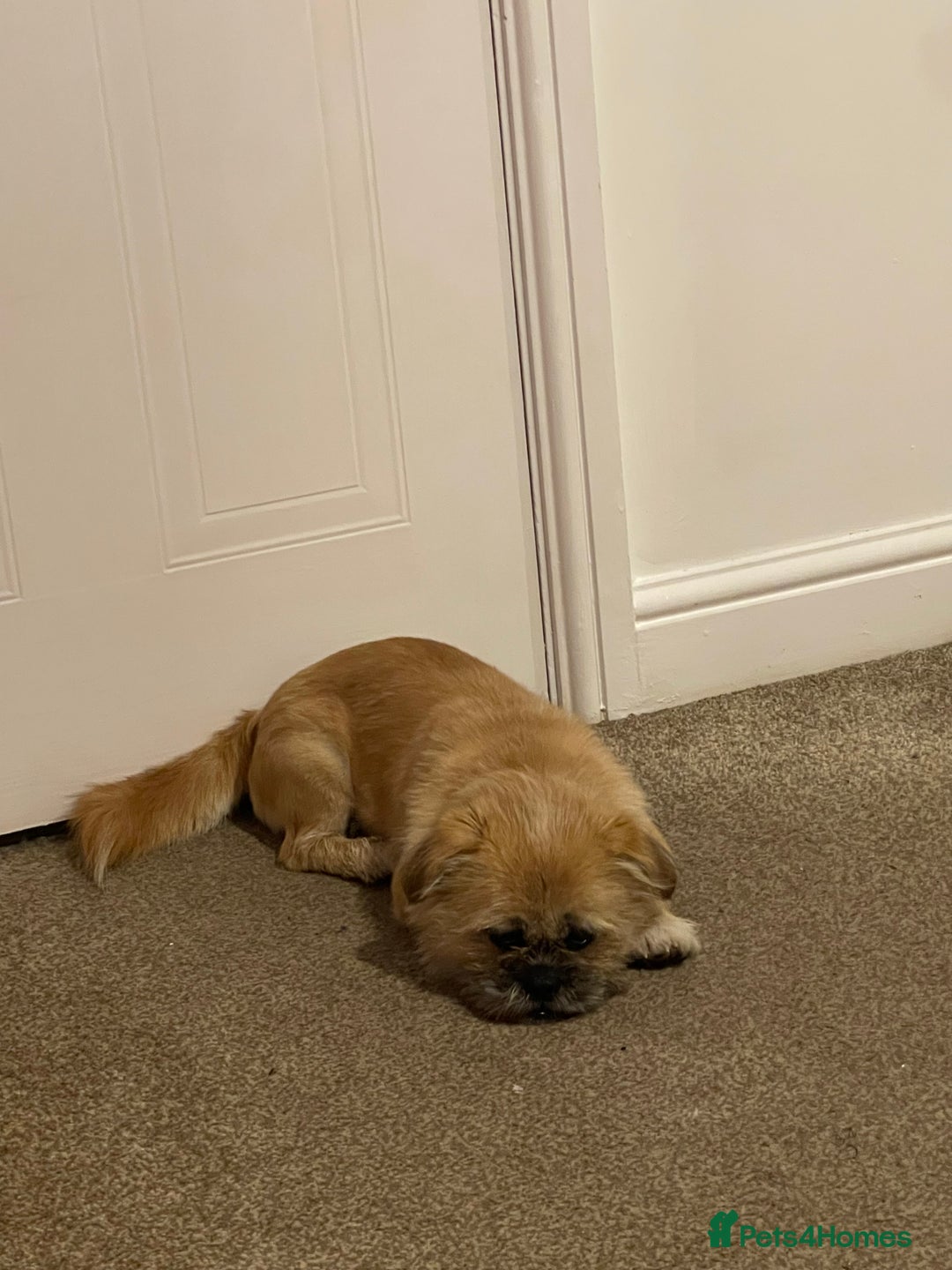 Shih Tzu dogs for sale: Khaos - Advert 1