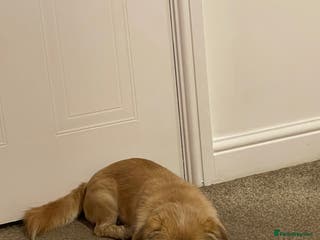 Shih Tzu dogs Khaos - Advert 2