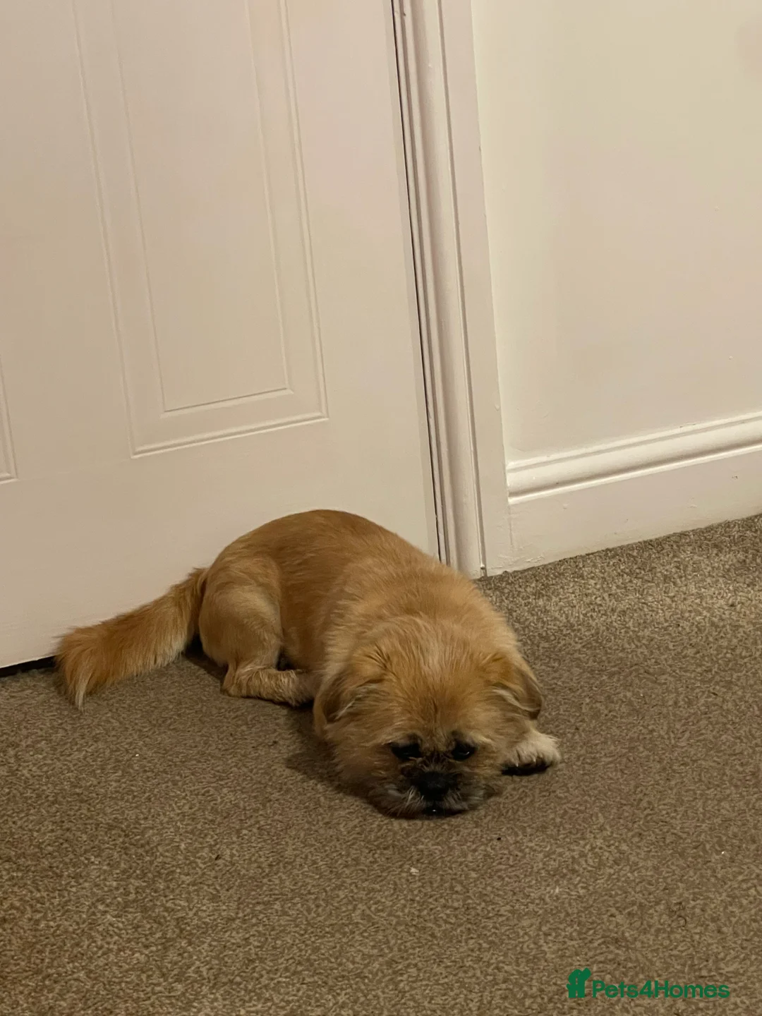 Shih Tzu dogs for sale: Khaos - Advert 1