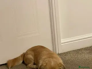 Shih Tzu dogs Khaos - Advert 16