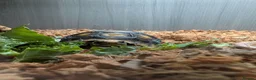 Tortoise reptiles for sale: 9 month redfoot tortoise - Advert 1