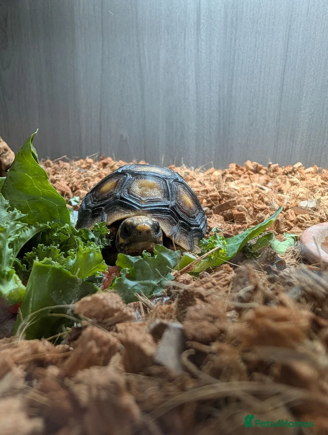 Tortoise reptiles for sale: 9 month redfoot tortoise - Advert 1