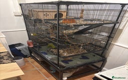 Rat rodents for sale: Two male Fancy Rats in need of rehoming - Image 8