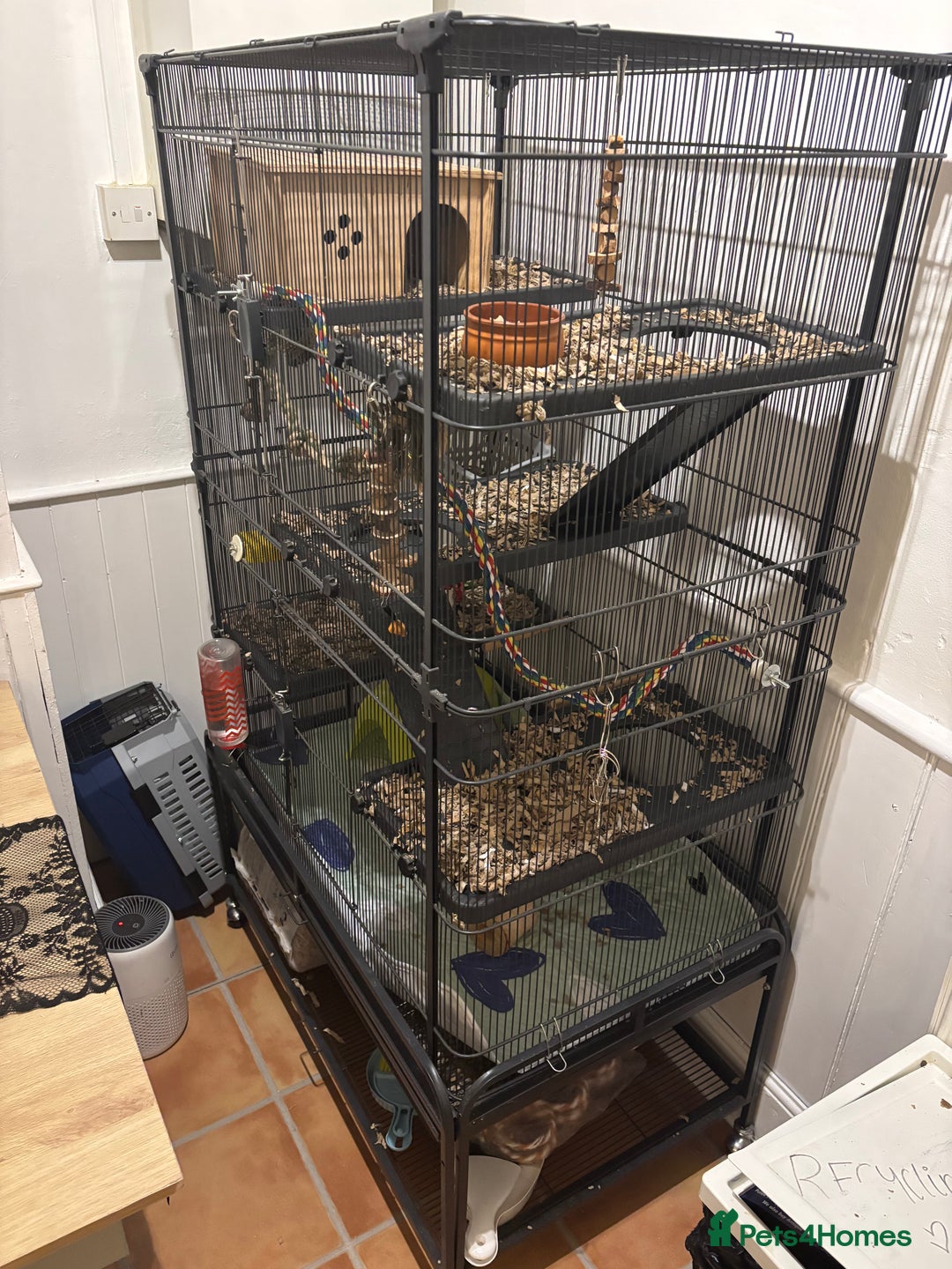 Rat rodents for sale: Two male Fancy Rats in need of rehoming - Image 8