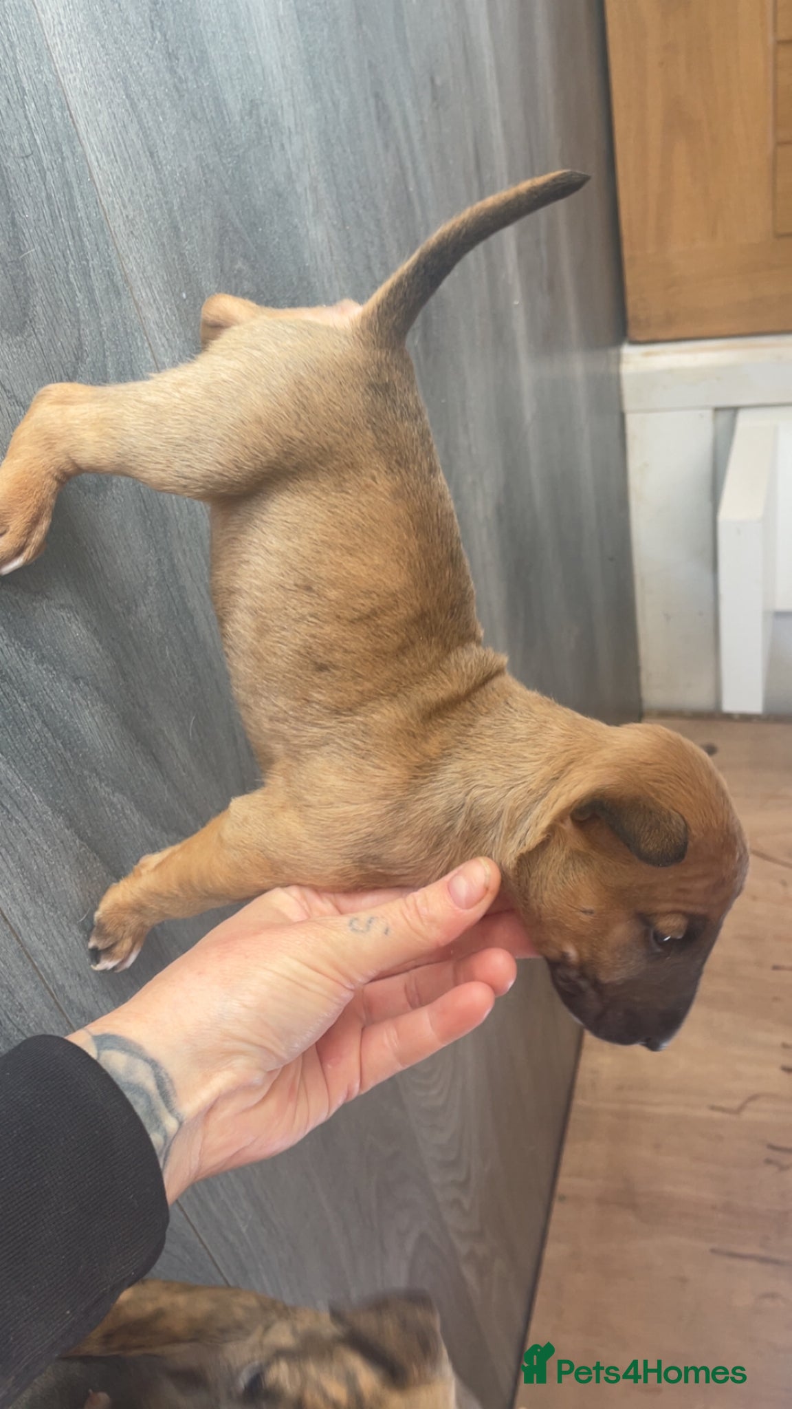 English Bull Terrier dogs for sale: *One Left* KC Reg English Bull Terrier Pups  - Advert 13