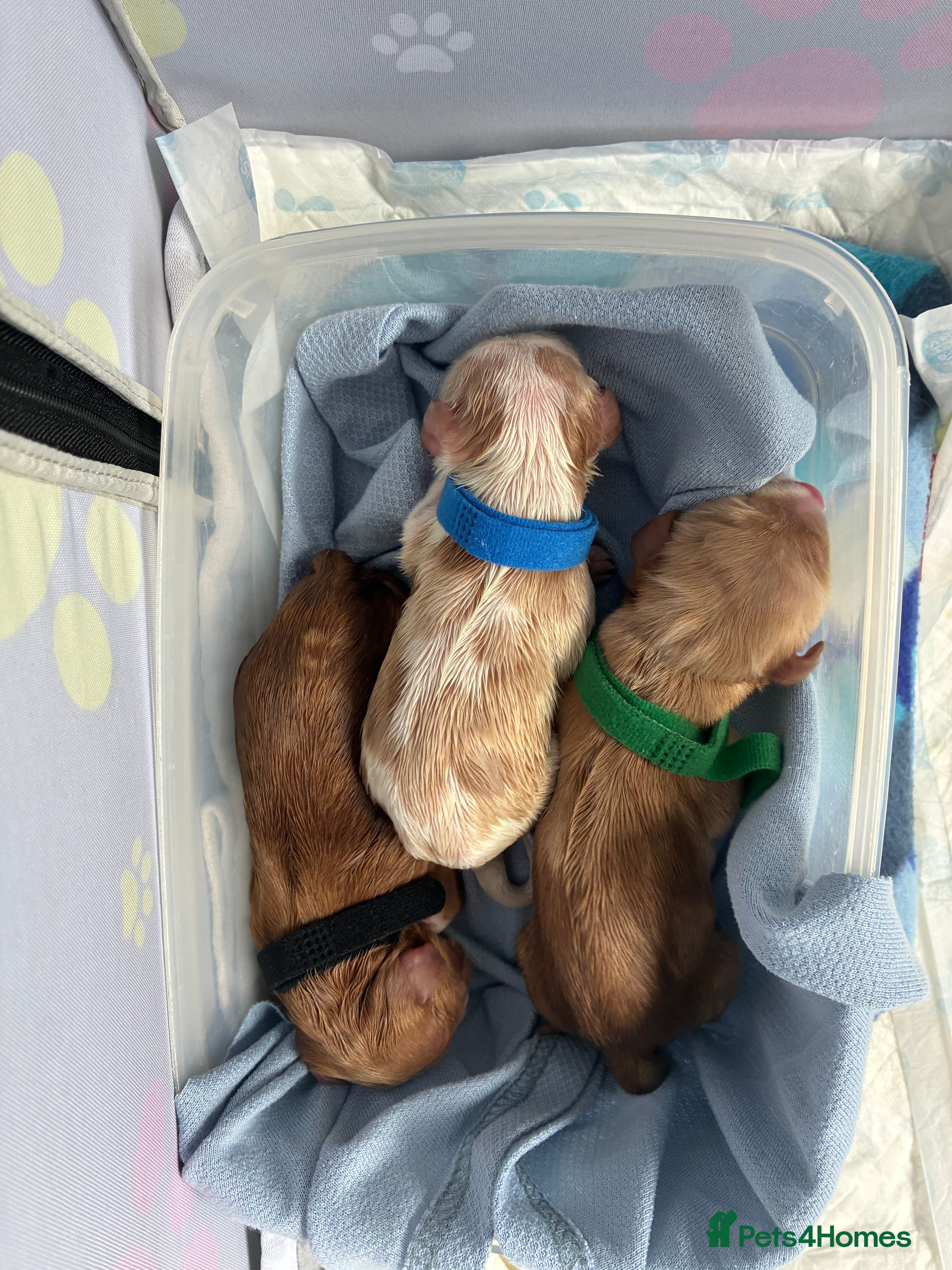 Cavachon dogs F1b Cavachon puppies - Advert 2