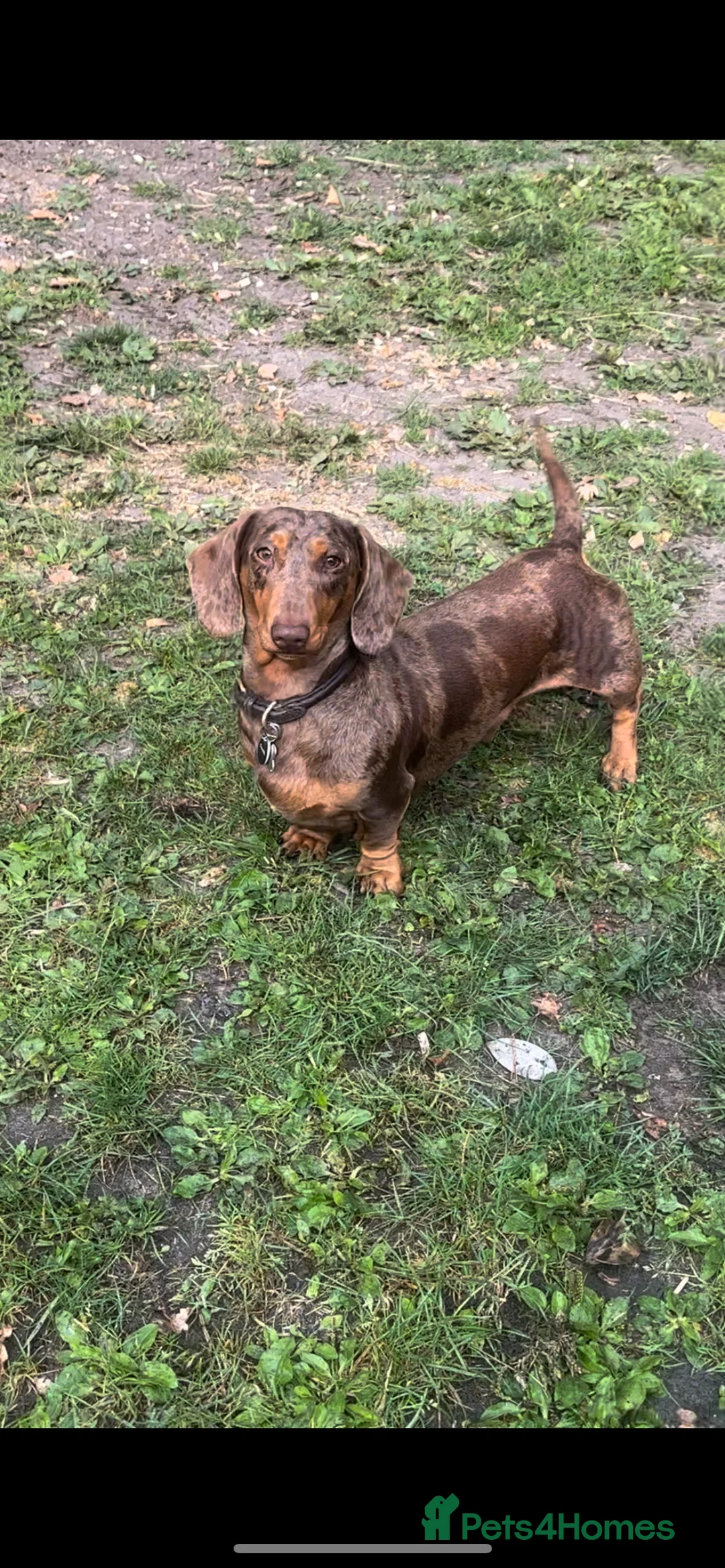 Miniature Dachshund dogs for stud: 🔥For stud proven miniature dachshund🔥   in Windsor - Advert 3