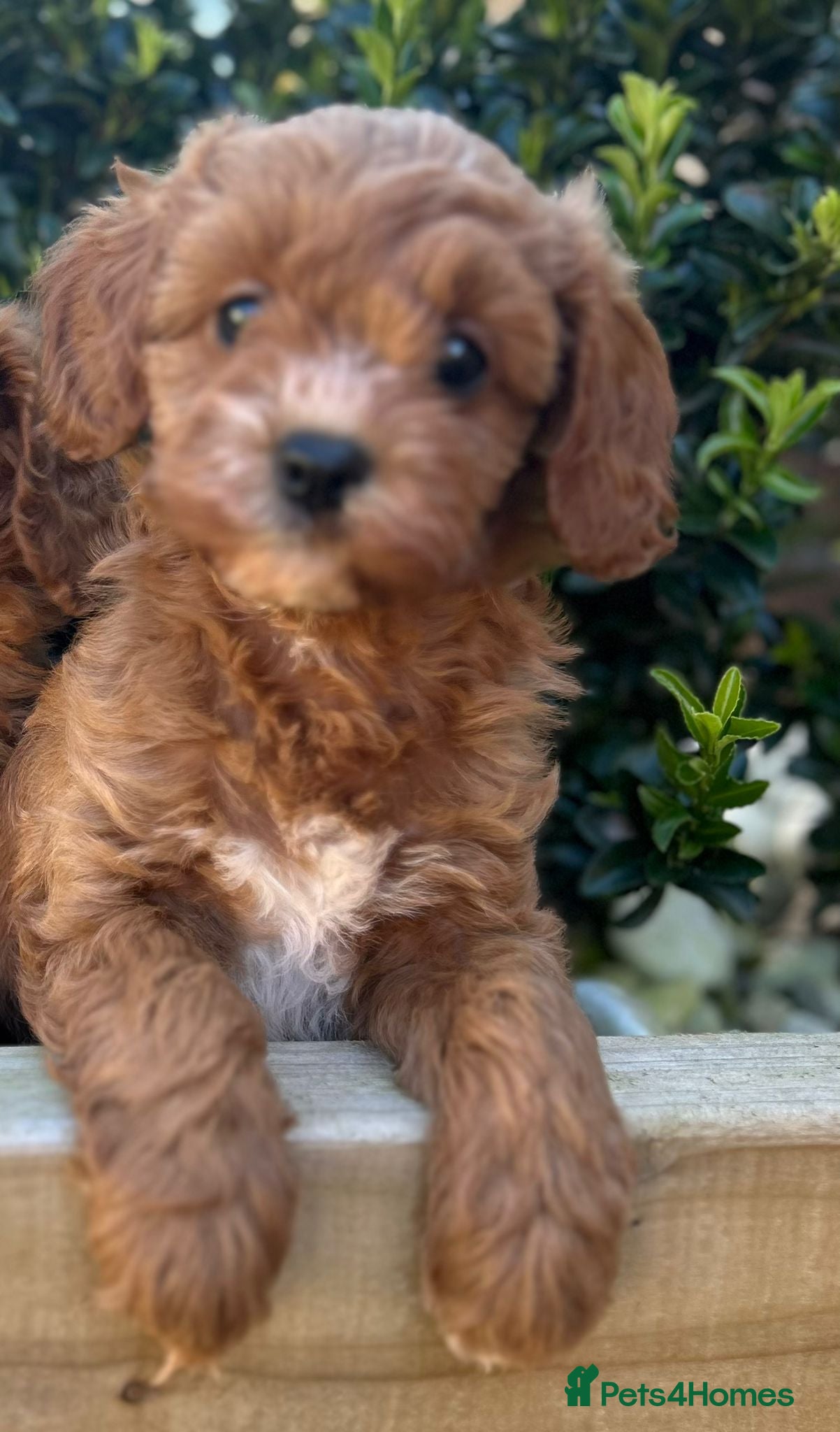 Cavapoo dogs Toy cavapoo - Advert 13