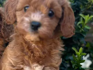 Cavapoo dogs Toy cavapoo - Advert 17