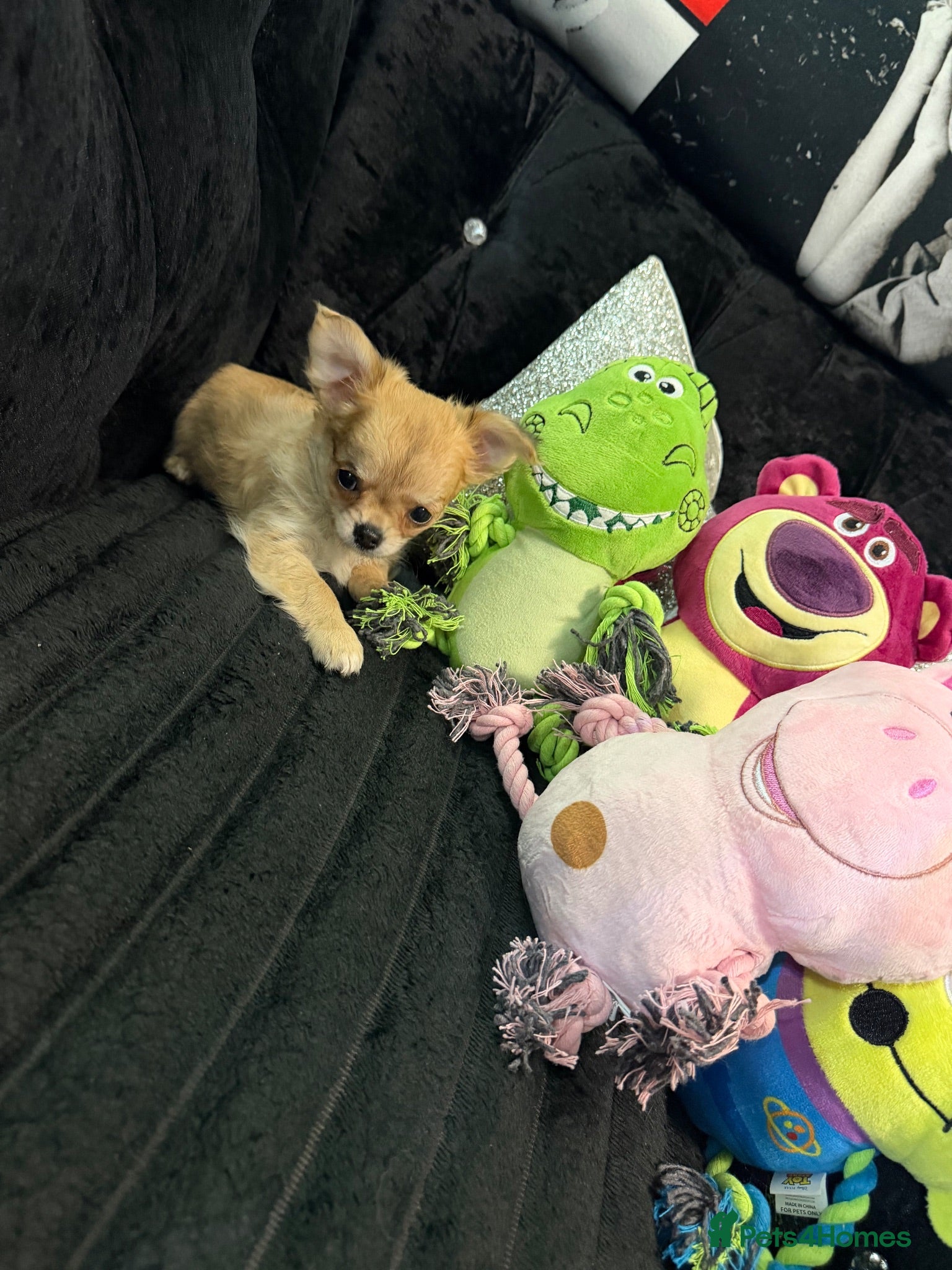Chihuahua dogs 1 lovely little girl left🩷 - Advert 1