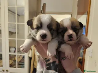 Welsh Corgi Pembroke dogs KC Welsh Pembrokeshire Corgi Boy puppies - Advert 1