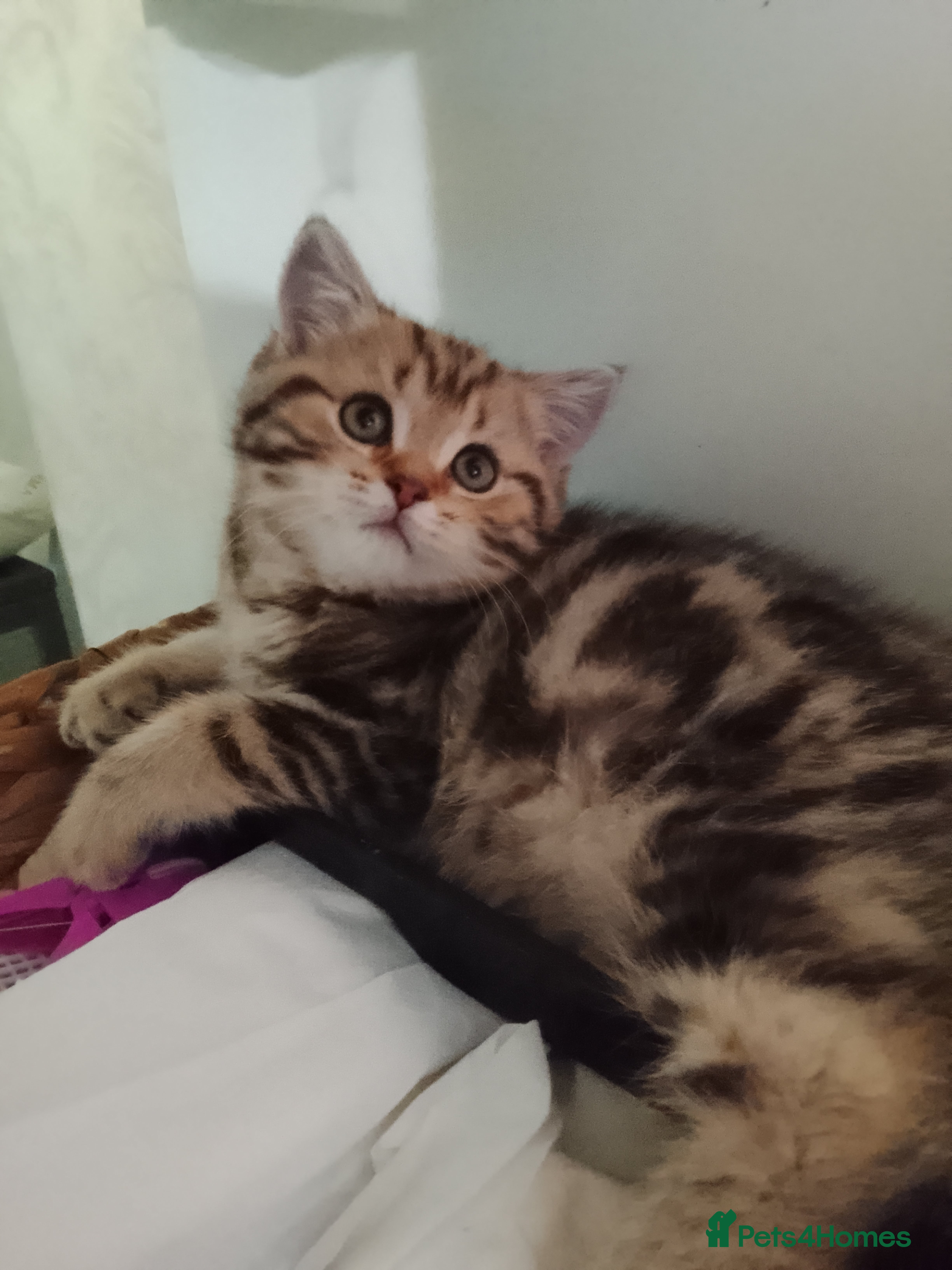 British Shorthair cats Beautiful  British Shorthair and Scottish kittens  - Advert 4