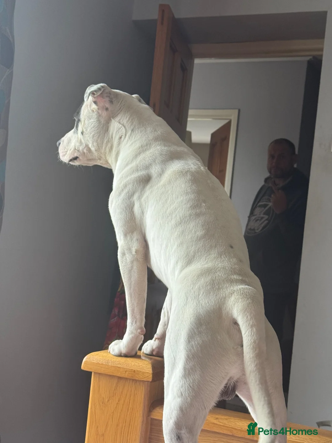 Staffordshire Bull Terrier dogs for stud: Stud Staffy Dog - Advert 2