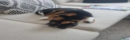 Domestic Shorthair cats for sale: Rehoming Amber 5yo Female Cat in Aberdeen - Advert 4