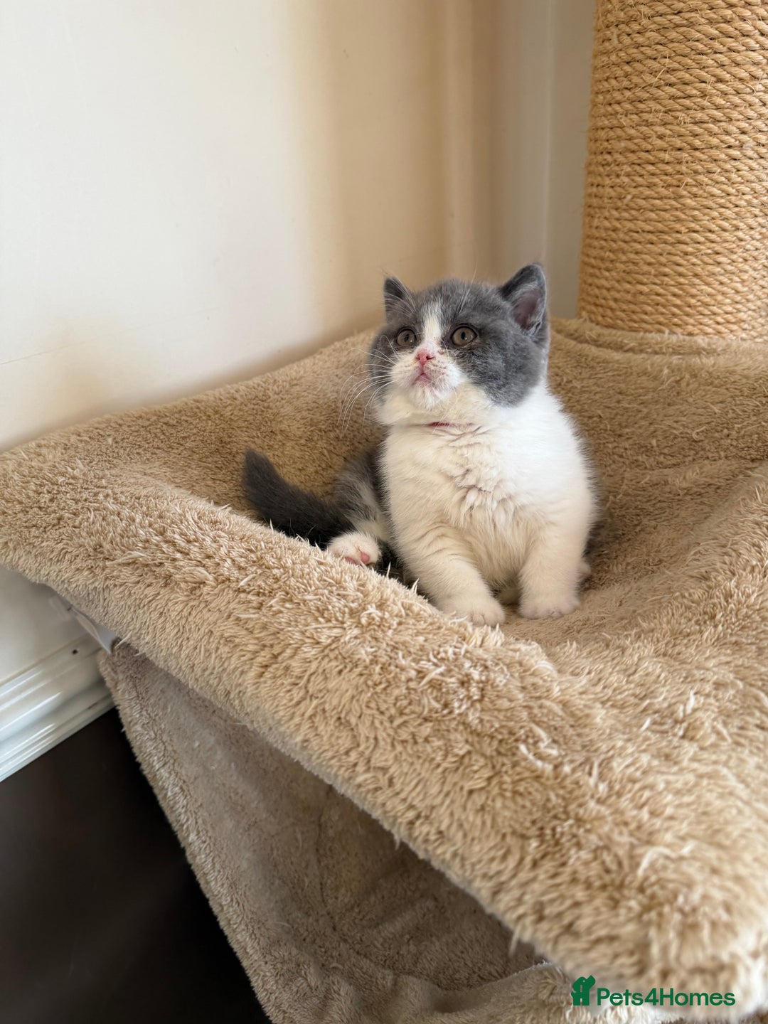 British Shorthair cats for sale: British Shorthair kittens  - Advert 22