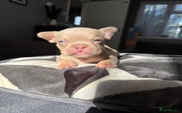 Mixed Breed dogs for sale: Frenchbulldog X pocket bully puppies - Image 3