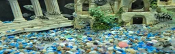 Cichlids fish for sale: Polar blue parrots in Aylesbury - Advert 17