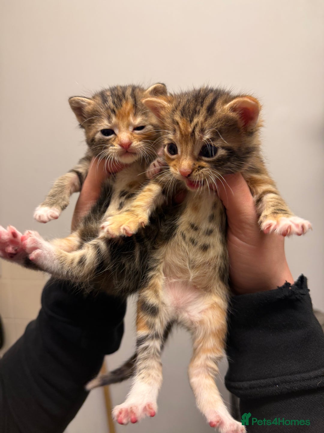 Mixed Breed cats for sale: KITTENS READY TO LEAVE 7/12 - Advert 8