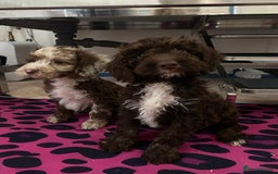 Cockapoo dogs for sale: Cockapoos ready now  - Image 22