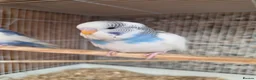 Budgerigars birds for sale: Hand tame violet baby budgies for sale  - Advert 10