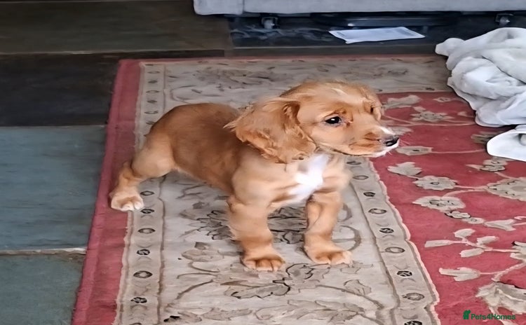 Cocker Spaniel dogs - Advert 12